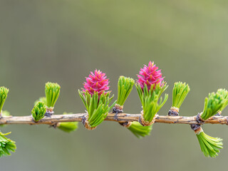 Larch tree fresh pink cones blossom at spring on nature background