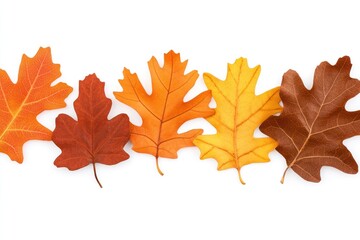 Fototapeta premium Autumn Oak Leaves Arranged in a Row