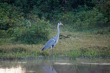 grey heron in yala national park