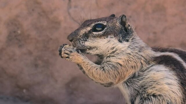 Atlash&ouml;rnchen beim Fressen, Grossaufnahme, Atlantoxerus getulus