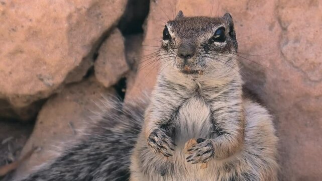 Atlash&ouml;rnchen beim Fressen, Grossaufnahme, Atlantoxerus getulus