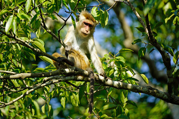 macaque monkey in the tree on a safari in sri lanka
