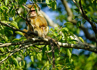 Obraz premium macaque monkey in the tree on a safari in sri lanka