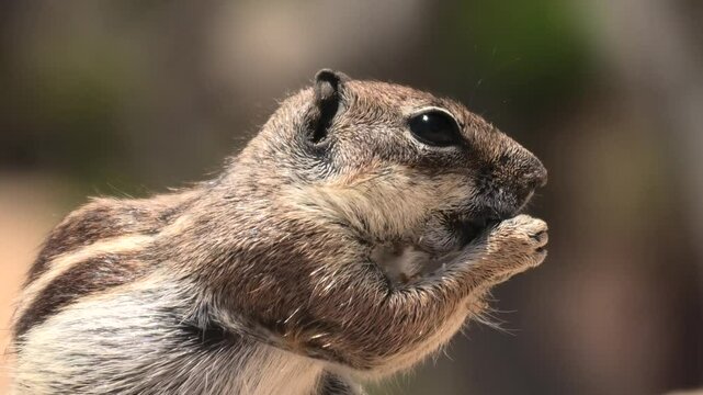Atlash&ouml;rnchen beim Fressen, Grossaufnahme, Atlantoxerus getulus