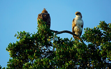 eagle in the yala national park