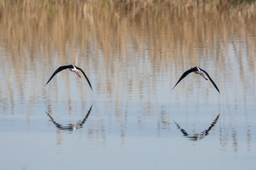 Himantopus himantopus, il Cavaliere d'Italia nel suo habitat naturale.