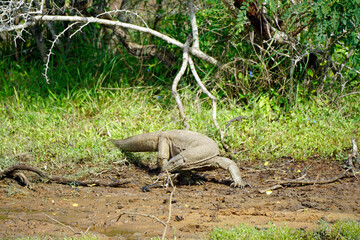 waran in yala national park