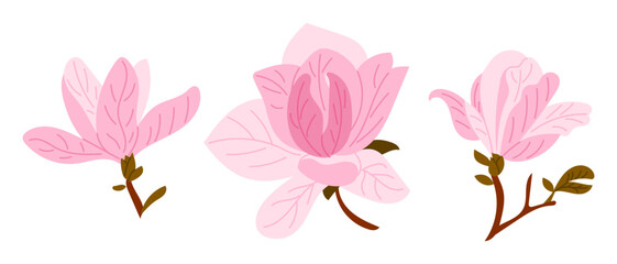Three soft pink magnolia blossoms with brown stems and green leaves on white background. This image reflects natural elegance, floral decoration and spring beauty