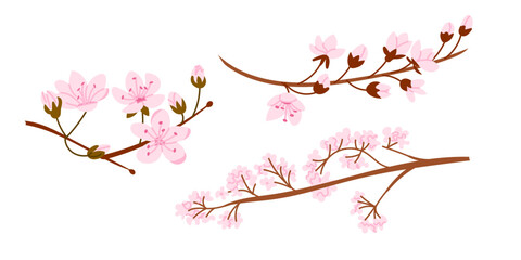 Pink sakura flowers blooming on delicate brown branches in a minimalist composition. This image symbolizes spring, renewal and the fleeting beauty of nature