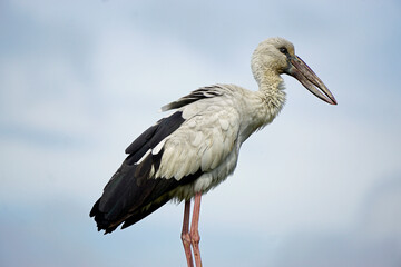colored stork niin yala national park