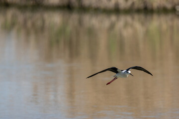 Himantopus himantopus, il Cavaliere d'Italia nel suo habitat naturale.