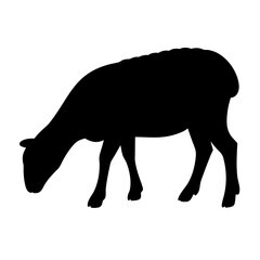 Silhouette of a sheep grazing in a field, transparent . black sheep on