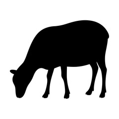 Silhouette of a Grazing Sheep, transparent . Head Downward, Feeding on Pasture on a