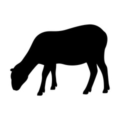 Silhouette of a sheep grazing with head down, transparent . a strong visual representation of domestic animal