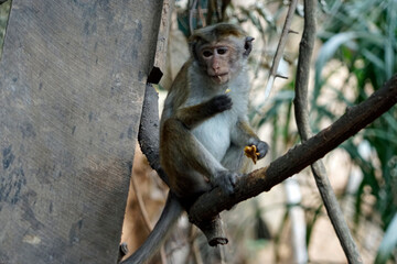 Wild living monkeys in the jungle near ella