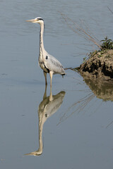 Airone cinerino nell'oasi naturalistica di Manzolino.	