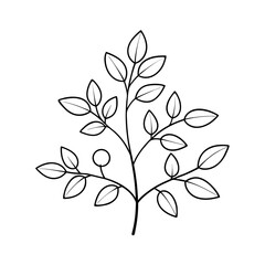 Barberry Shrub Outline Vector Illustration