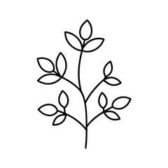 Barberry Plant Outline Vector Design