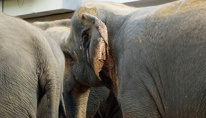 Fototapeta premium elephant river bathing in pinawala