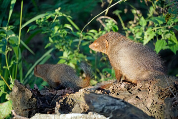 indian mongoose in yala national park