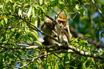 macaque monkey in the tree on a safari in sri lanka