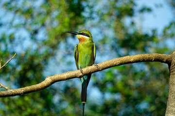 blue-tailed bee-eater bird in yala national park