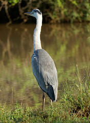 grey heron in yala national park