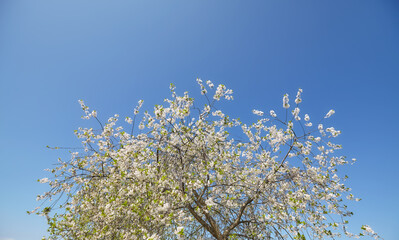 A blooming apple tree against the sky.