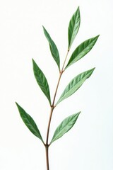 Fototapeta premium Delicate branch with thin leaves on white background, isolated, simple