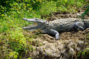 crocodile in yala national park