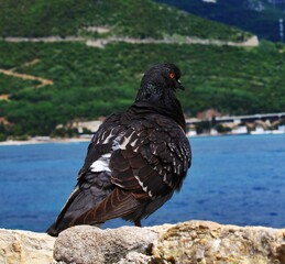 Lonely pigeon on the sea bank