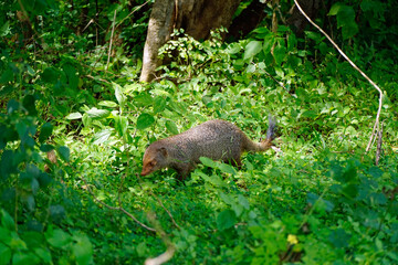 indian mongoose in yala national park