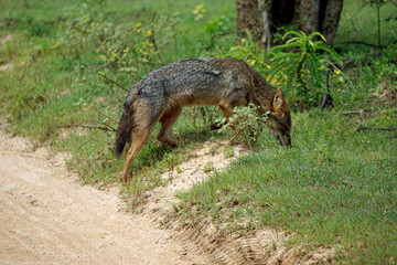 jackal in yala national park
