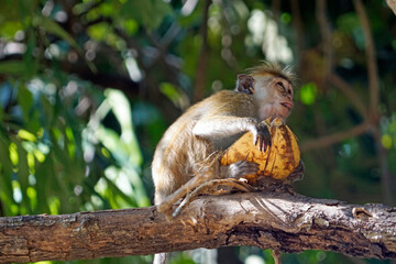 Wild living monkeys in the jungle near ella
