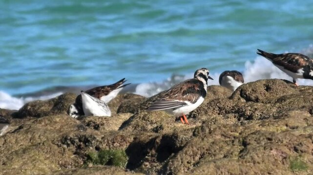 Steinw&auml;lzer, Arenaria interpres und Sanderling, Calidris alba bei der Nahrungssuche am Meer, Watv&ouml;gel, Strandl&auml;ufer