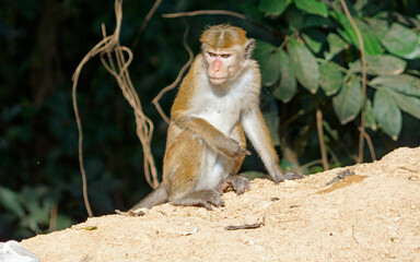 Wild living monkeys in the jungle near ella