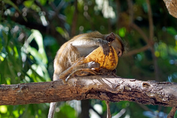 Wild living monkeys in the jungle near ella