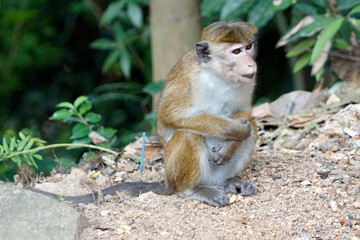 Wild living monkeys in the jungle near ella