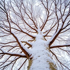 Obraz premium The contrast of white snow on brown bark highlights a tall tree's intricate branches in a peaceful winter setting