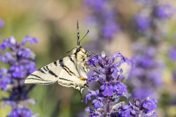 Farfalla Podalirio che si nutre su fiori di Bugola.