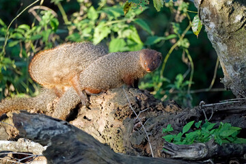 indian mongoose in yala national park