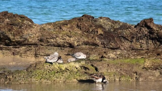 Steinw&auml;lzer, Arenaria interpres und Sanderling, Calidris alba bei der Nahrungssuche am Meer, Watv&ouml;gel, Strandl&auml;ufer