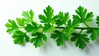 Intricate parsley sprig arrangement, delicate green leaves , composition, visual