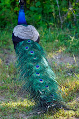 Obraz premium colorful peacock in yala national park