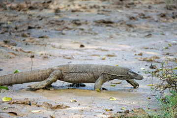 waran in yala national park
