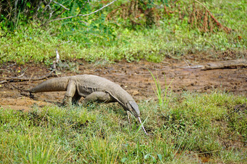 waran in yala national park