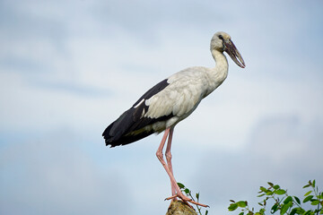 colored stork niin yala national park