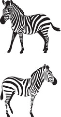 Zebra standing vector isolated on white background