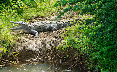 crocodile in yala national park
