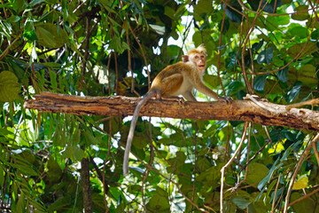 Wild living monkeys in the jungle near ella